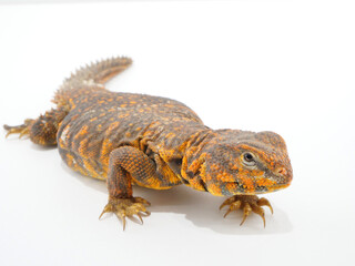 Obraz premium オレンジ色の模様のトゲオアガマ