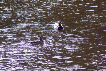 Nizhny Tagil ducks on the Tagil River. April 2022
нижнетагильские утки на реке Тагил. Апрель 2022 