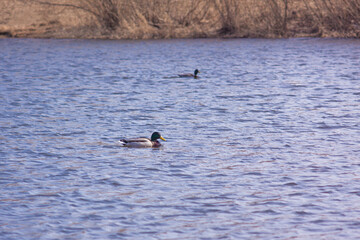 Nizhny Tagil ducks on the Tagil River. April 2022
нижнетагильские утки на реке Тагил. Апрель 2022 