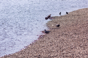 Nizhny Tagil ducks on the Tagil River. April 2022
нижнетагильские утки на реке Тагил. Апрель 2022 