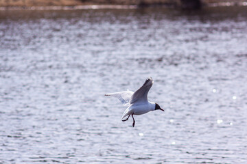 Nizhny Tagil gull over the Tagil River. April 2022
нижнетагильская чайка над рекой Тагил. Апрель 2022 год. 