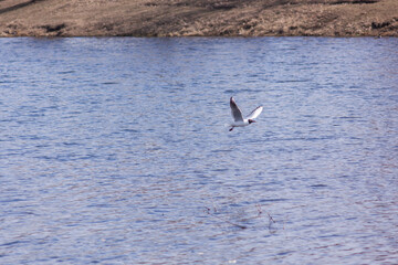 Nizhny Tagil gull over the Tagil River. April 2022
нижнетагильская чайка над рекой Тагил. Апрель 2022 год. 