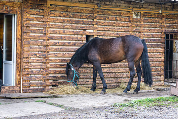 Domestic horse eats hay at the farm
