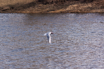 Nizhny Tagil gull over the Tagil River. April 2022
нижнетагильская чайка над рекой Тагил. Апрель 2022 год. 