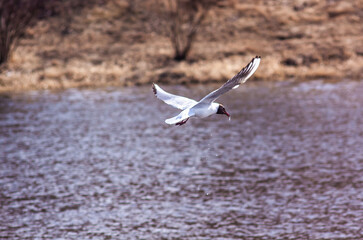 Fototapeta premium Nizhny Tagil gull over the Tagil River. April 2022 нижнетагильская чайка над рекой Тагил. Апрель 2022 год. 