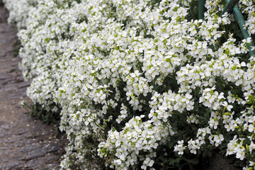 Arabis alpine shrub with small white flowers and green leaves grows on a sunny spring day. side view