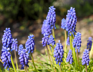the first spring muscari flowers in the garden with a side view. blue bright flower buds. spring