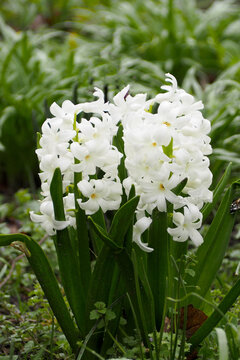 white hyacinth flowers grow in the garden. spring