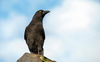 Australian Pied Currawong (Strepera graculina)