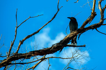  Australian Pied Currawong (Strepera graculina)