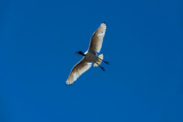 Australian White Ibis (Threskiornis molucca)