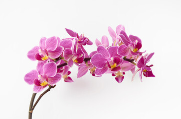Planta orquidea - Powered by Adobe