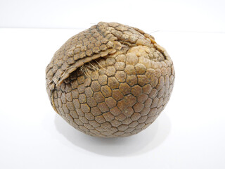 丸まっているミツオビアルマジロ