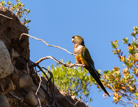 Cyanoliseus patagonus bloxami, com&uacute;nmente llamado loro tricahue o tricag&uuml;e. 