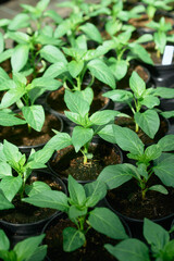 gewächshaus rundgang