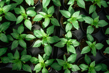 gewächshaus rundgang