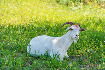 Obraz premium White goat in the foliage