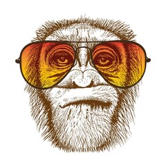 Portrait of a muzzle of a monkey in fashionable glasses, a portrait of a gorilla of a wild animal, for printing on t-shirts, an avatar, souvenirs © alinapala