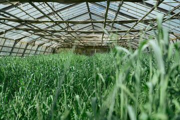 gew&auml;chshaus rundgang