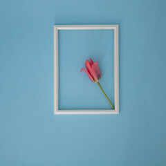 Pink tulip in white frame on blue background. Flat lay concept.