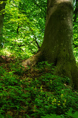 Under the trunk of a perennial beech in the depths of the forest