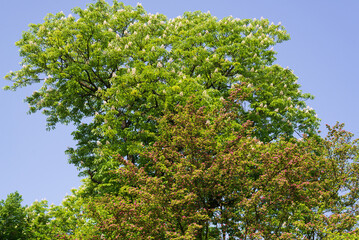 Spring flowering horse chestnut in the park