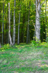 Forest with European beech trees in Ukraine