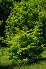 Obraz premium Beautiful green landscape at the edge of the forest