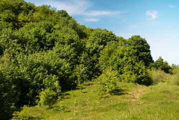 Beautiful European green landscape at the edge of the forest