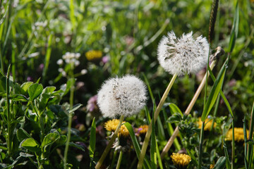 Dandelion in the grass. White dandelion flowers in green grass. Fluffy dandelions in the green meadow grass on a sunny morning. Close-up. Spring mood. Selective focus.