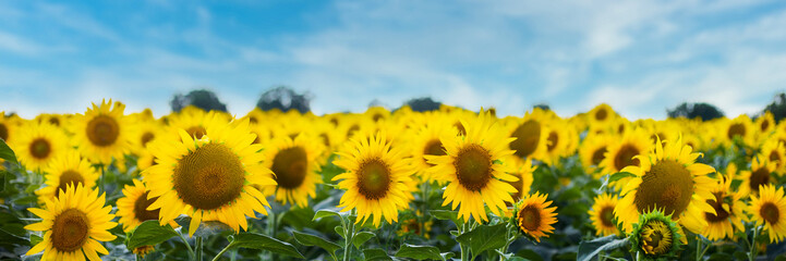 Beautiful image Field of sunflowers against the blue sky. Banner