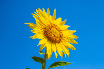 Beautiful image of a sunflower against the blue sky. Banner