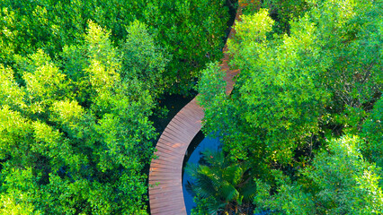 wooden bridge walkway in Mangrove forest