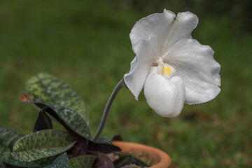 Closeup side view of lady slipper orchid paphiopedilum niveum (species) in clay pot with bright white flower in morning light isolated on green natural background