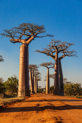 The Baobab Alley near Morondava in Madagascar - obrazy, fototapety, plakaty