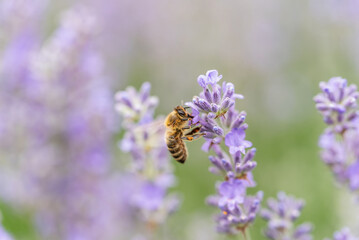 Pollination with bee and lavender with sunshine, sunny lavender.