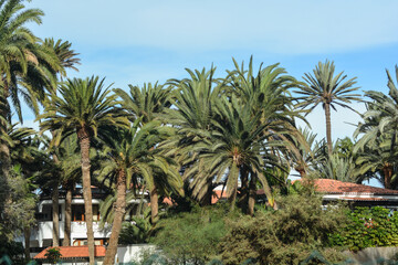 Fototapeta na wymiar gran canaria palmeto