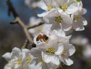 bee on a flower