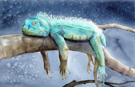 Watercolor illustration of a funny turquoise chameleon lying on a tree branch on a gray background