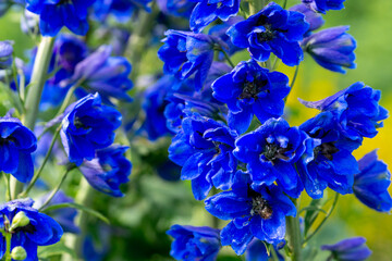 Fototapeta na wymiar Blue delphinium flowers in the summer garden.