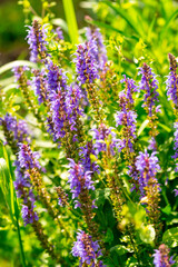 Lilac woodland sage (salvia nemorosa) flowers in the summer garden