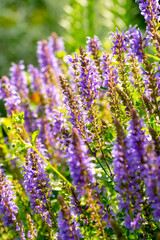 Obraz premium Lilac woodland sage (salvia nemorosa) flowers in the summer garden