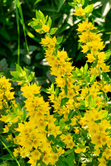 Lysimachia in a sunny summer garden