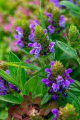 Lilac prunella grandiflora (two-row stonecrop) flowers in the summer garden.