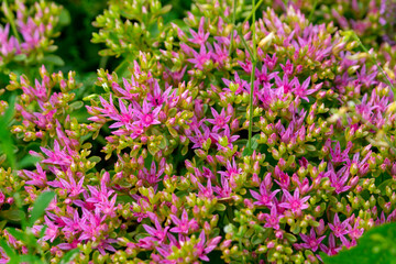 Obraz premium Pink sedum spurium (caucasian stonecrop, two-row stonecrop) flowers in the summer garden.