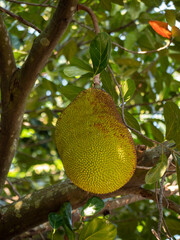 Jackfruit on the tree, Jackfruit 