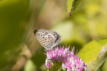 Butterfly on a delicate pink flower. Blurred background 