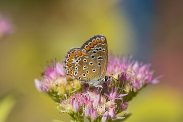 Butterfly on a delicate pink flower. Blurred background 