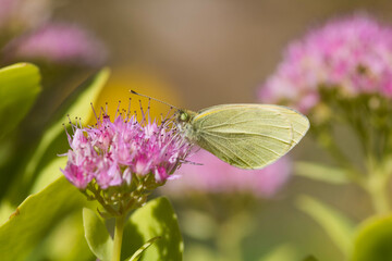 Butterfly on a delicate pink flower. Blurred background 