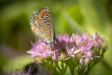 Butterfly on a delicate pink flower. Blurred background 